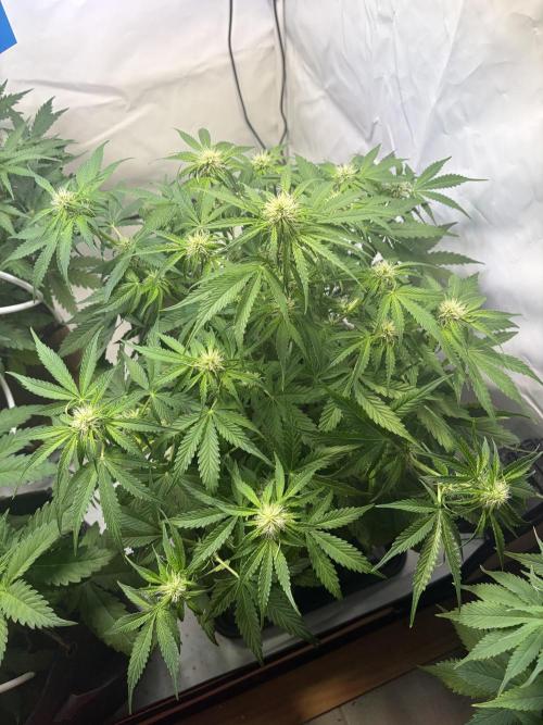 Mix fun grow. Week 8