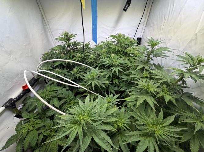 Mix fun grow. Week 8
