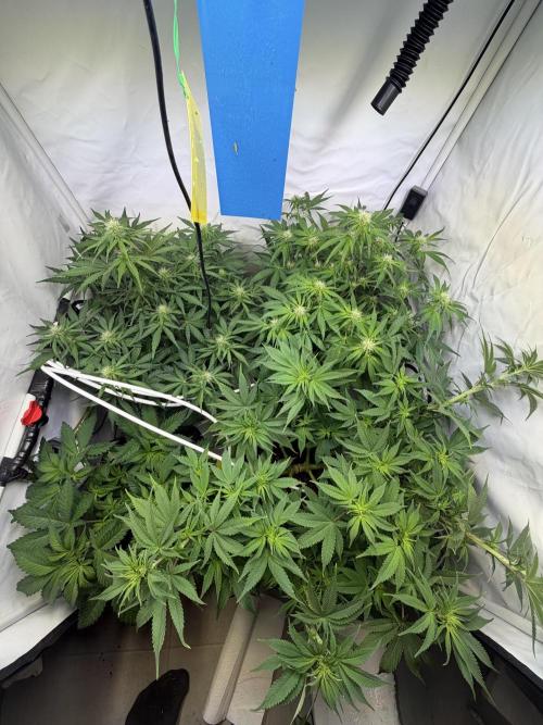Mix fun grow. Week 8