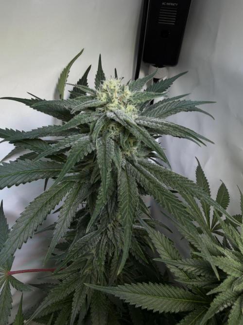 Mix fun grow. Week 9