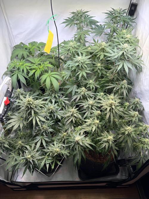 Mix fun grow. Week 9