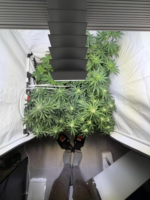 Mix fun grow. Week 9