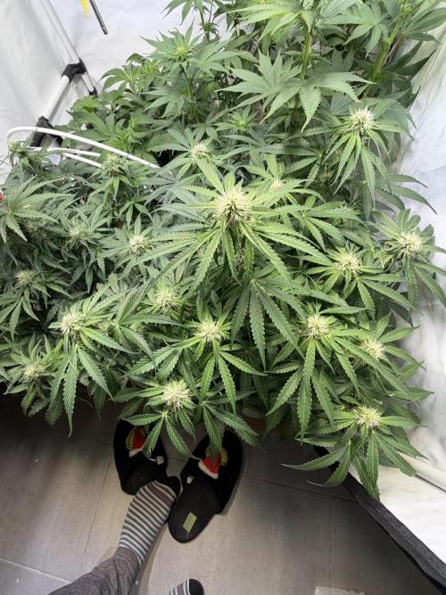 Mix fun grow. Week 9
