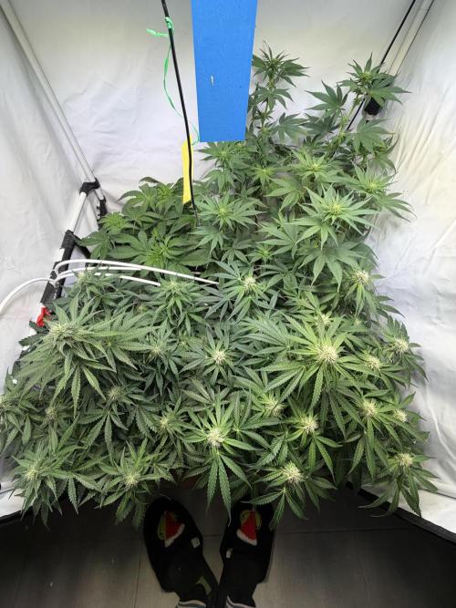 Mix fun grow. Week 9