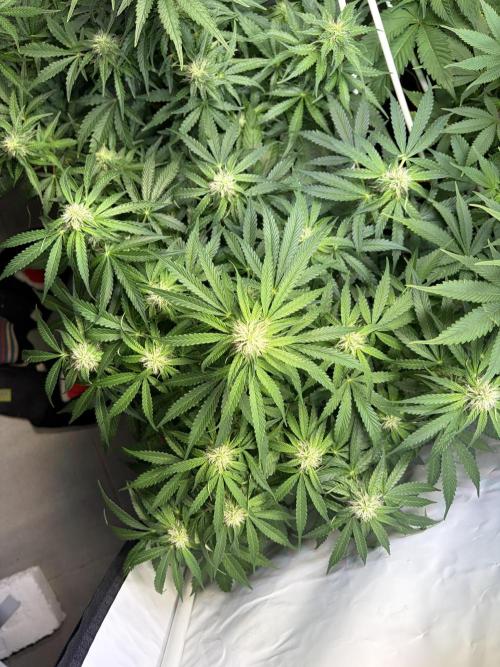 Mix fun grow. Week 9