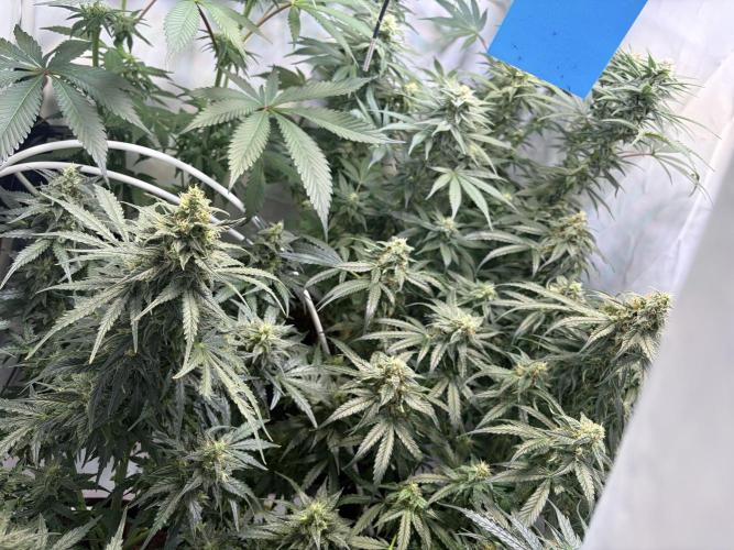 Mix fun grow. Week 9