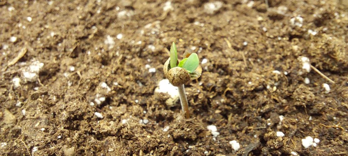 royal jack 2. grow. Week 0