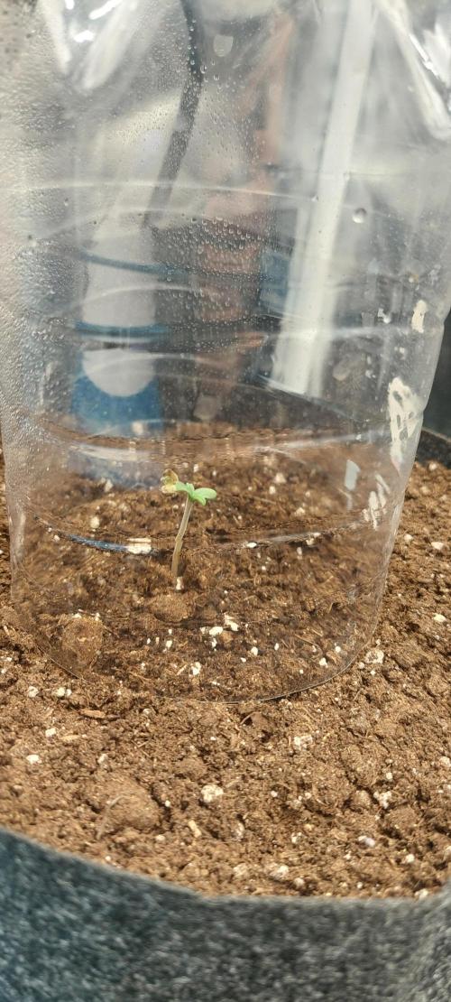 royal jack 2. grow. Week 0