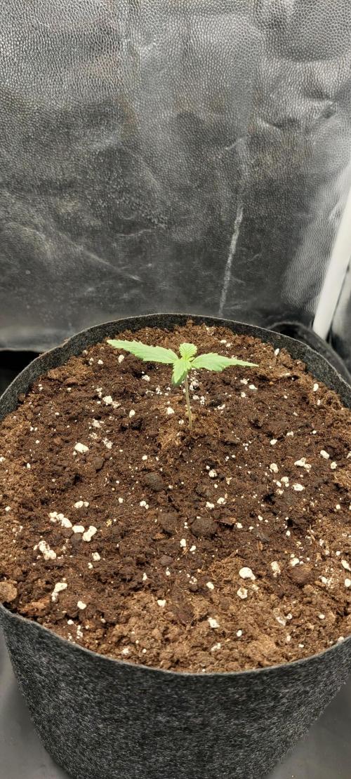 royal jack 2. grow. Week 1