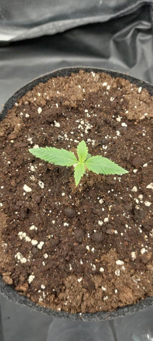 royal jack 2. grow. Week 1