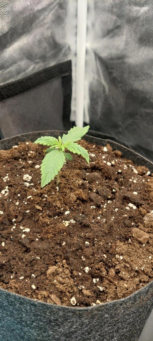 royal jack 2. grow. Week 1