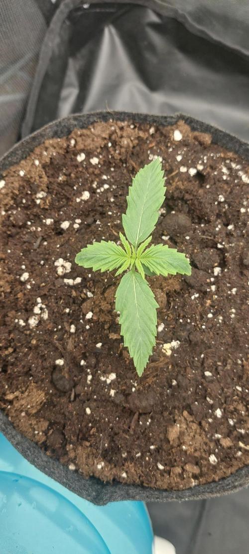royal jack 2. grow. Week 1