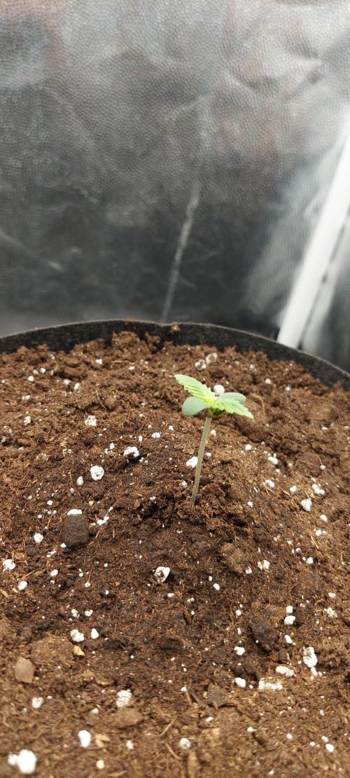 royal jack 2. grow. Week 1