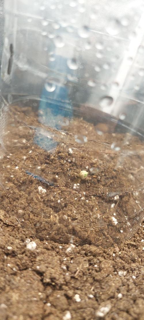 royal jack 2. grow. Week 0
