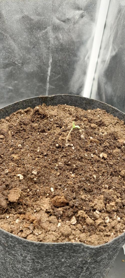 royal jack 2. grow. Week 0