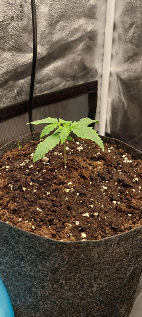 royal jack 2. grow. Week 2