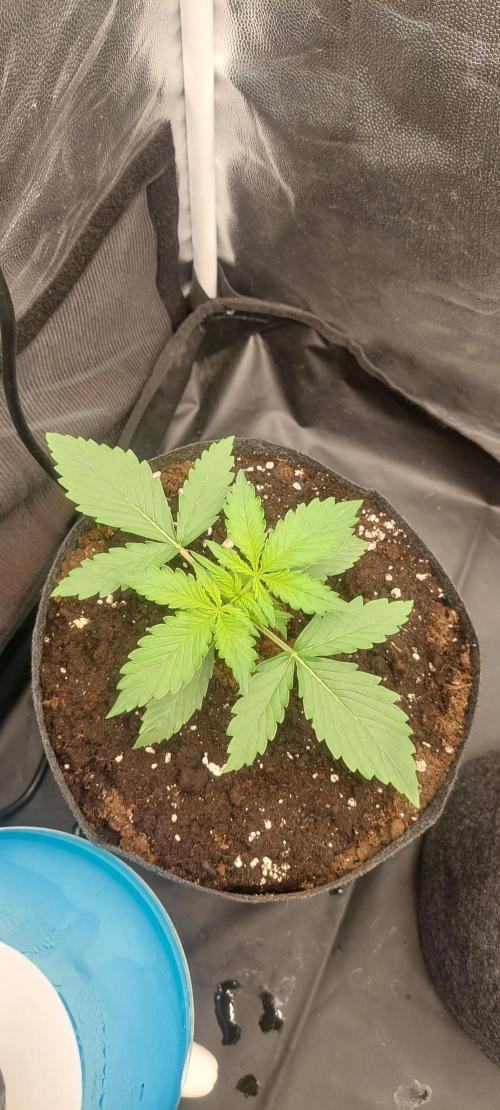 royal jack 2. grow. Week 2