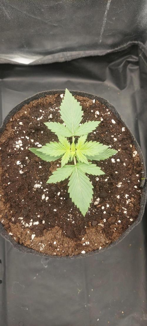royal jack 2. grow. Week 2