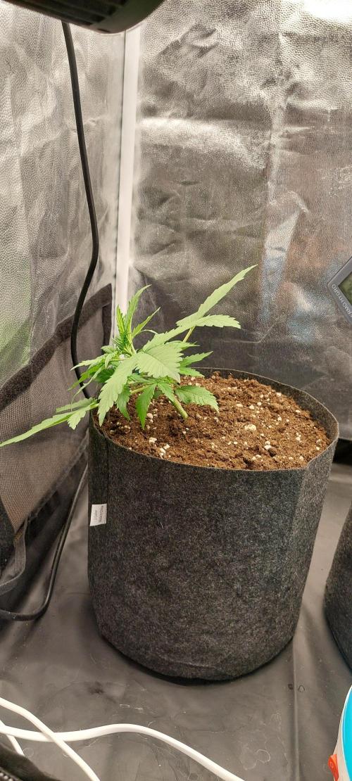 royal jack 2. grow. Week 2