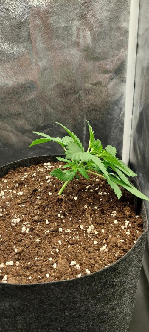 royal jack 2. grow. Week 2