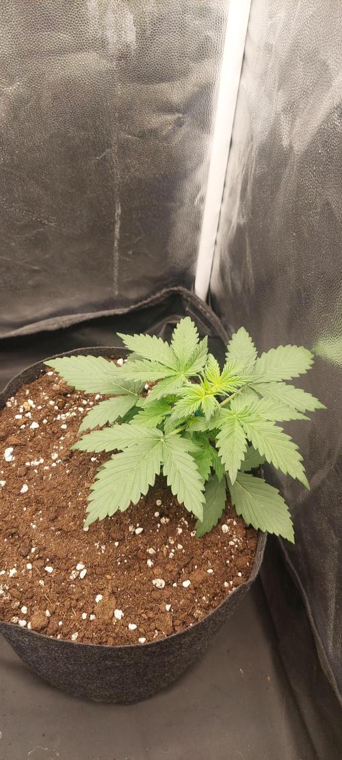 royal jack 2. grow. Week 3