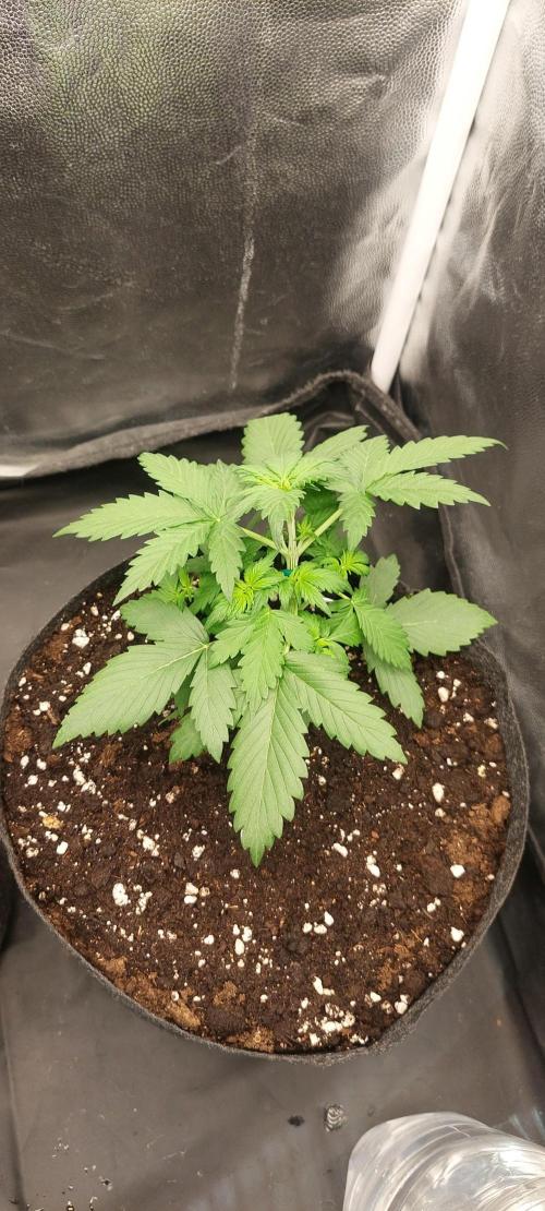 royal jack 2. grow. Week 3