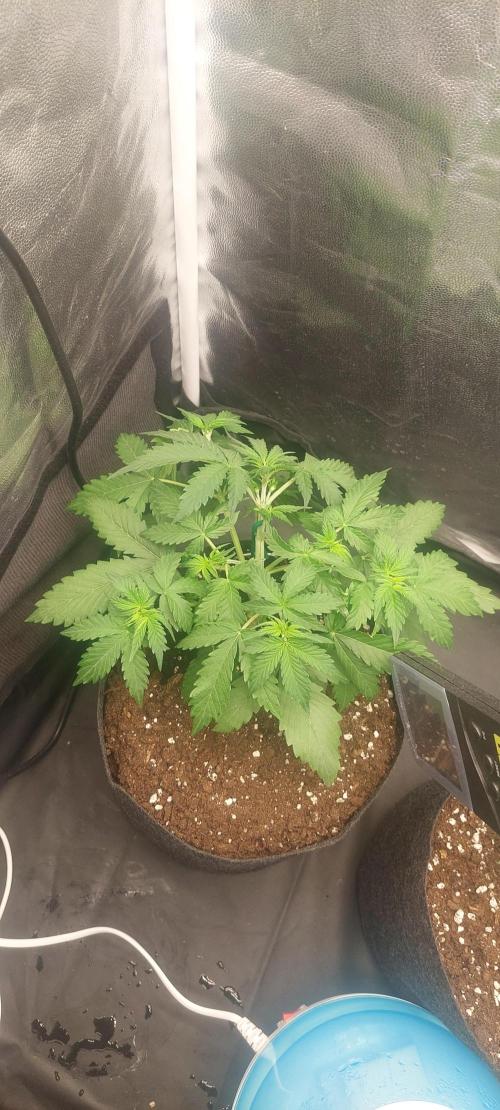 royal jack 2. grow. Week 3