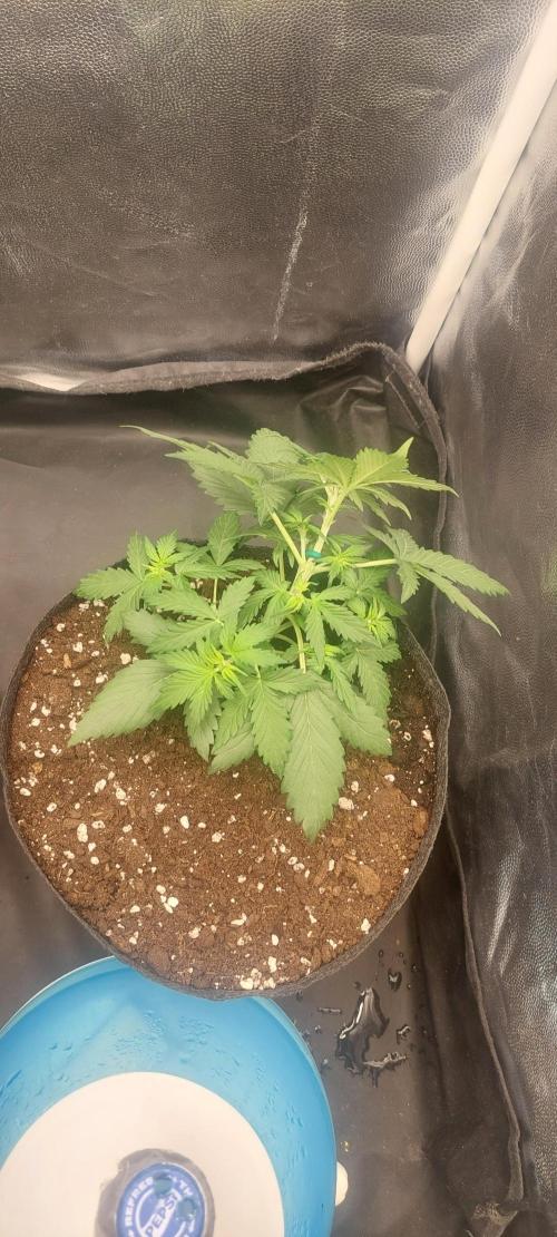 royal jack 2. grow. Week 3