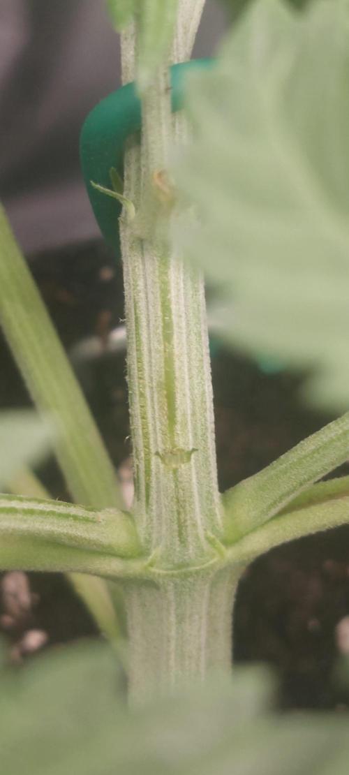 royal jack 2. grow. Week 3