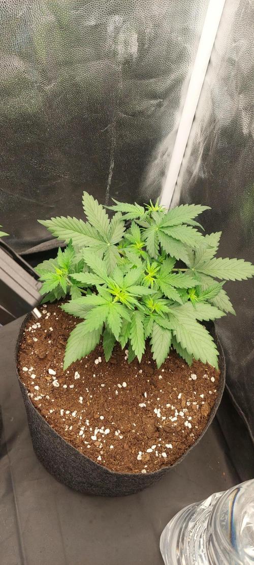 royal jack 2. grow. Week 4 - still before bad watering 