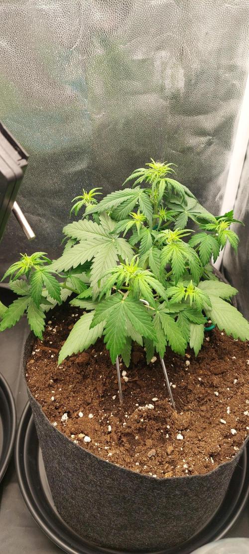 royal jack 2. grow. Week 4