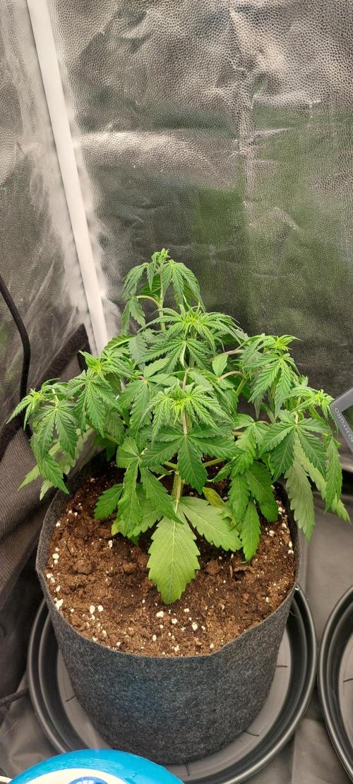 royal jack 2. grow. Week 4