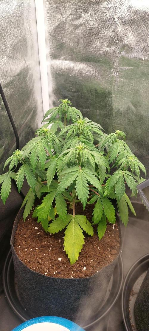 royal jack 2. grow. Week 4