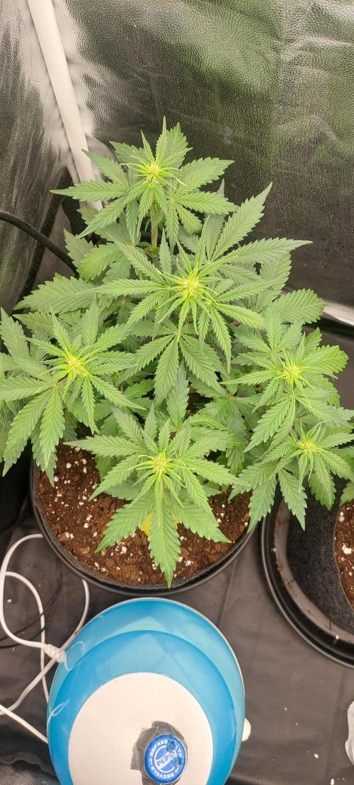 royal jack 2. grow. Week 4 - after good watering