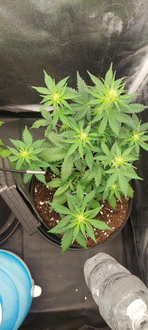 royal jack 2. grow. Week 4