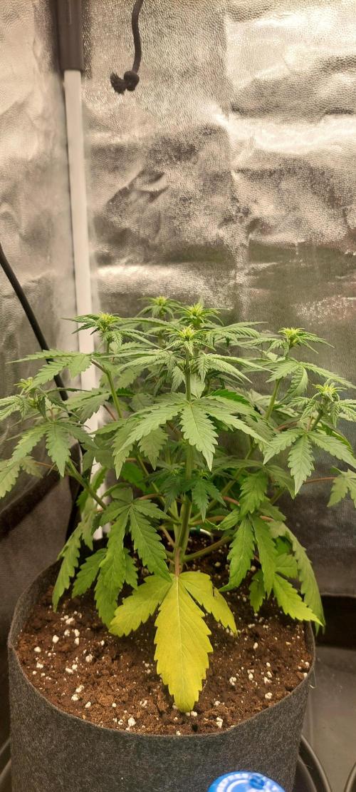 royal jack 2. grow. Week 4