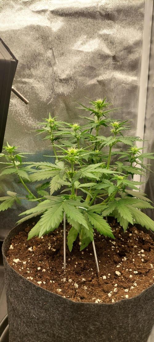 royal jack 2. grow. Week 4