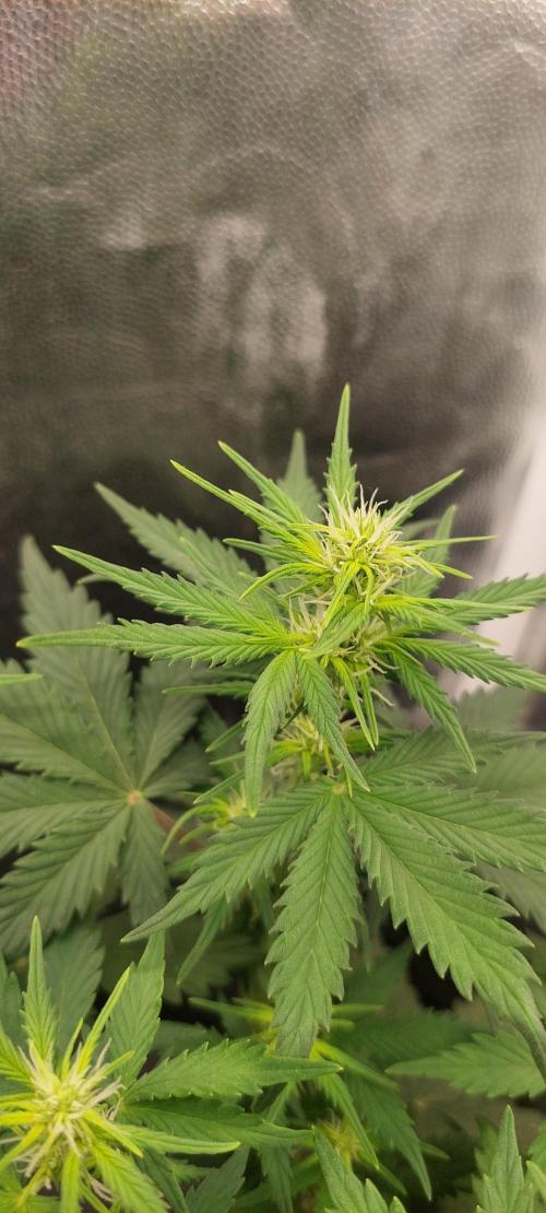 royal jack 2. grow. Week 4