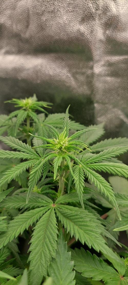 Probox Ecopro 60. Week 4