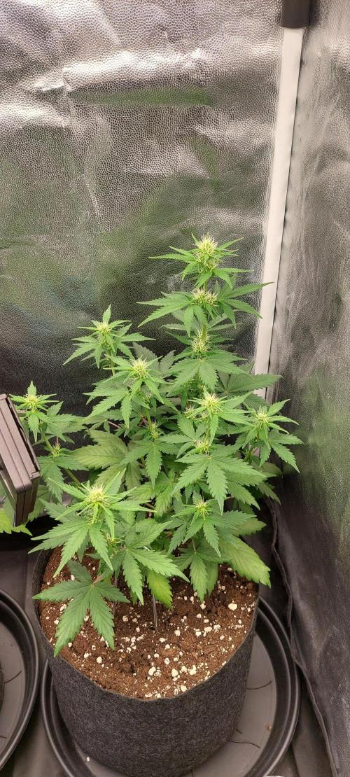 royal jack 2. grow. Week 5