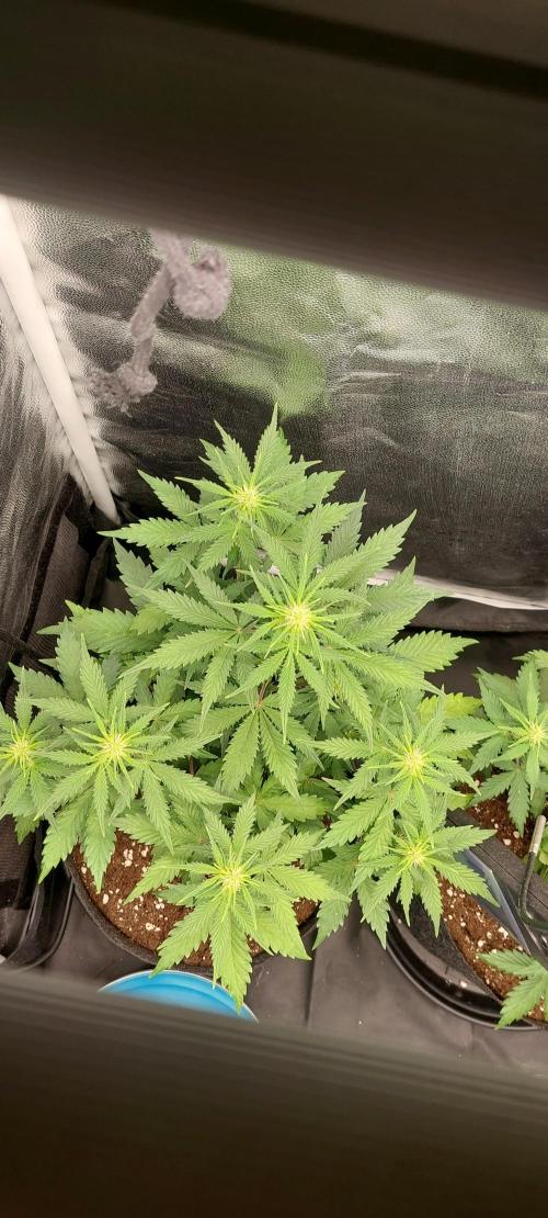 royal jack 2. grow. Week 5