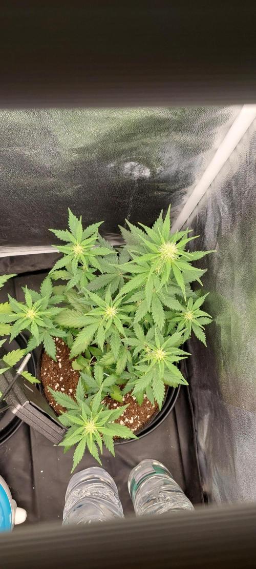 royal jack 2. grow. Week 5