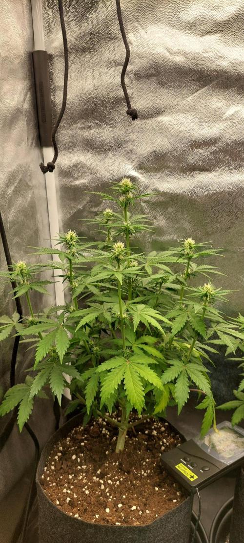 royal jack 2. grow. Week 5