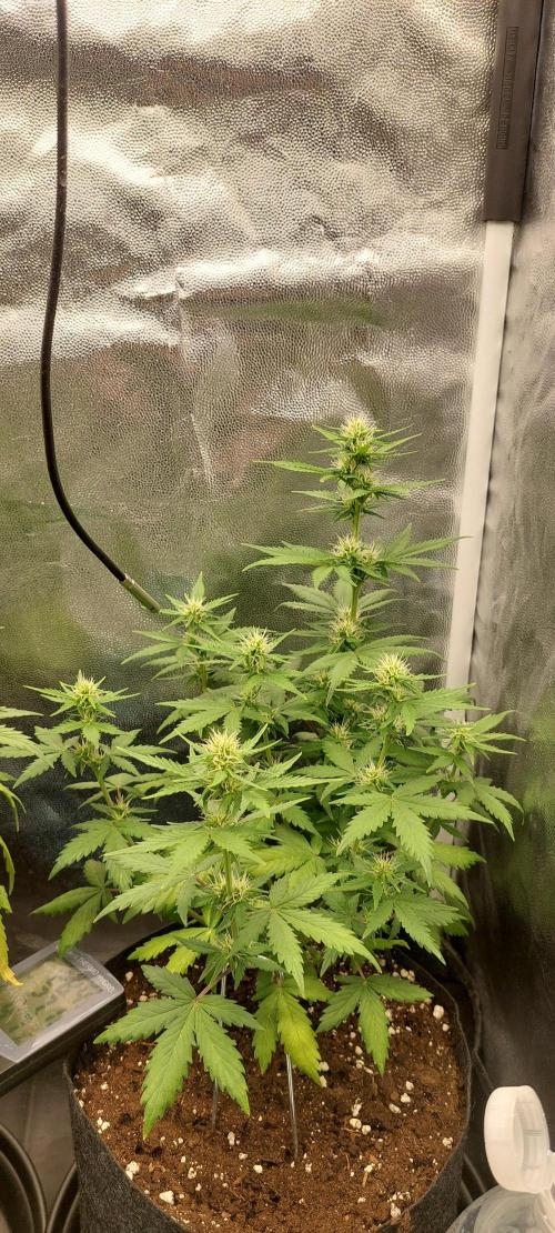 royal jack 2. grow. Week 5