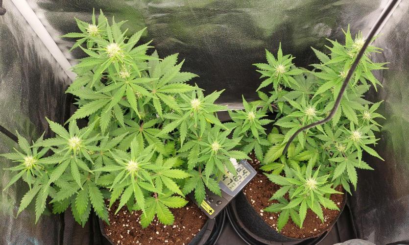 royal jack 2. grow. Week 5