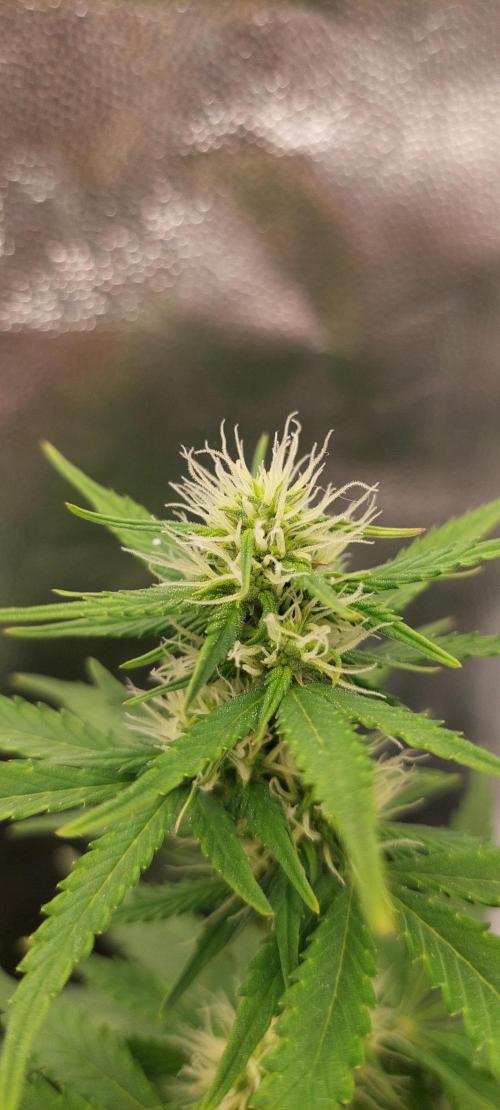 royal jack 2. grow. Week 5