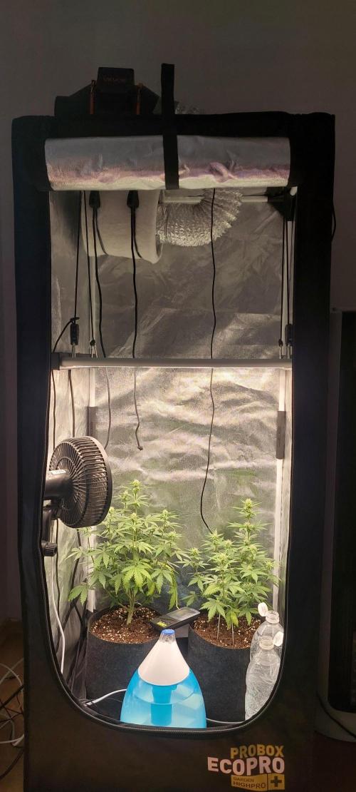 Probox Ecopro 60. Week 5