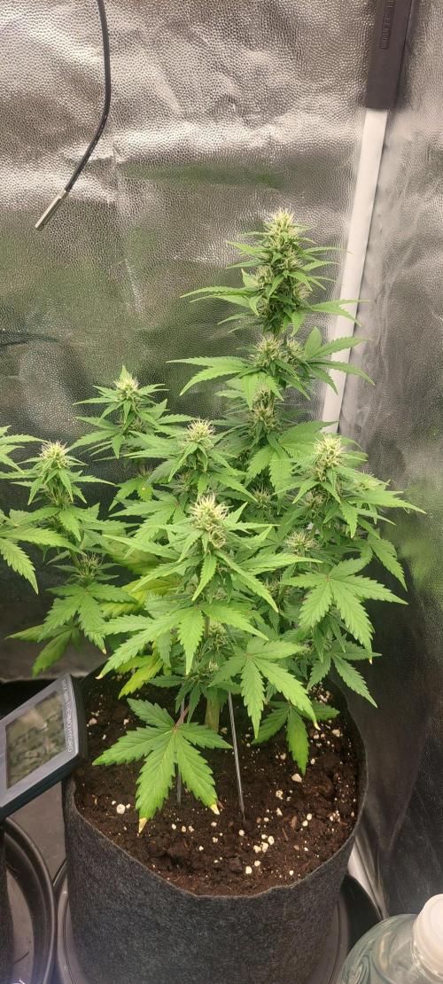 royal jack 2. grow. Week 6