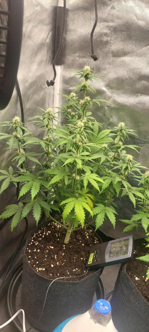 royal jack 2. grow. Week 6