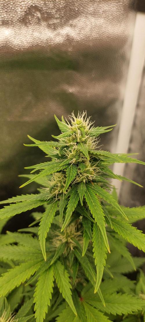 royal jack 2. grow. Week 6